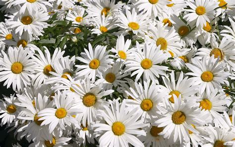 Hintergrundbild für Handys Kamille Pflanzen Blumen 47464 Bild