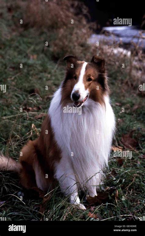 Lassie Local Caption 1994 Lassie Lassie Stock Photo Alamy