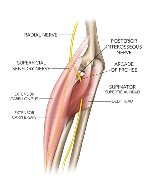 Sports Injury Bulletin Diagnose Treat Uncommon Injuries Posterior Interosseous Nerve