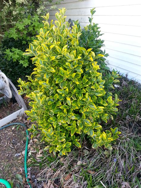 A Bush With Yellow Flowers In Front Of A White House And Hose Connected