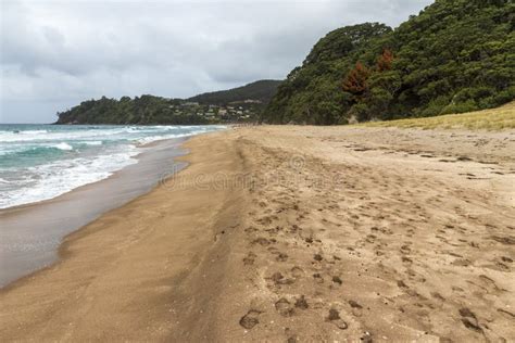Cooks Beach At Purangi In New Zealand Stock Photo Image Of Scenery