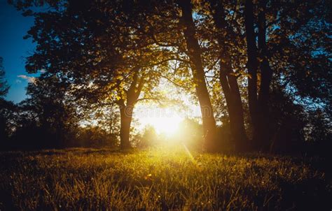 Evening Sun Shining Through Trees At Forest Stock Photo Image Of Rays