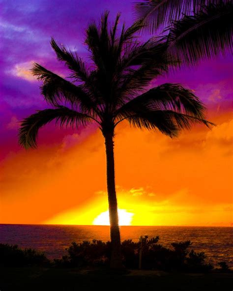 Colorful Palm Tree Sunset By Todd Morris Hawaiian Sunset Scenery