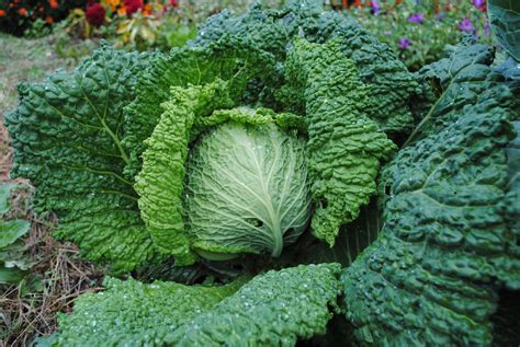 This site contains content and resources provided by third parties, and all content and resources are provided for informational purposes only. Savoy Perfection Cabbage, 2 g : Southern Exposure Seed ...