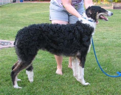 Последние твиты от helping lost pets (@helpinglostpets). Lost, Missing Dog - Borzoi - Columbia Heights, MN, USA ...
