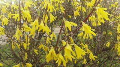 Fiori gialli mediterranei / fiori mediterranei formula t gocce 20 ml. Yellow Flowering Shrubs In A City Park In The Spring Stock ...