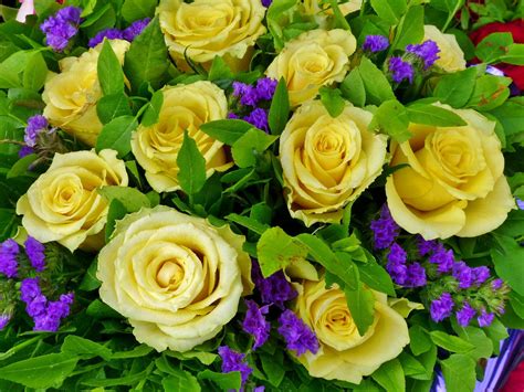 розы много желтый цветы фото HD обои для ноутбука | Beautiful flowers ...
