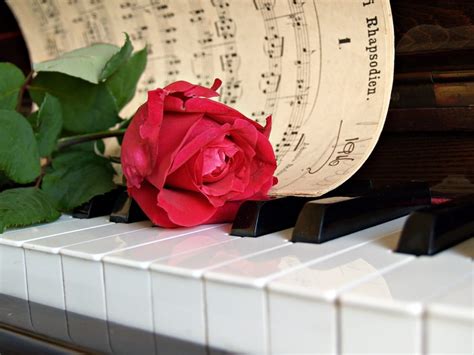 Red Rose Flower White Music Sheet And Piano Keys Free Image Peakpx