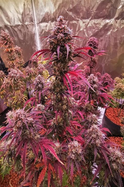 Buy Mimosa Cake Auto Cannabis Seeds Fast Buds