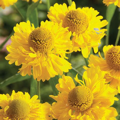 30 items have been hidden by your filter settings. Helenium Double Trouble, Helenium: Roots & Rhizomes