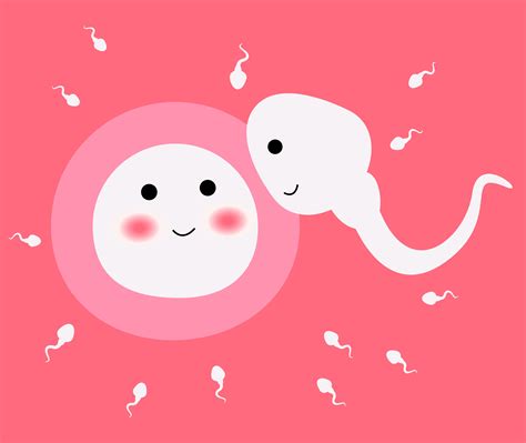 The menstrual cycle is the time from the first day of a woman's period to the day before her next period, says toni belfield, a specialist in sexual health information, and a trained fertility awareness. Ovulation and the Menstrual Cycle | babyMed.com