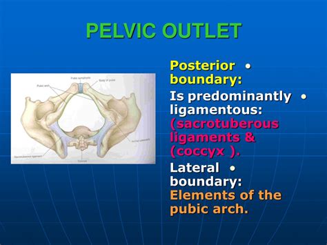 Ppt Pelvis Powerpoint Presentation Free Download Id9731211