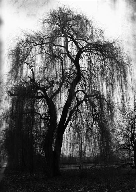 Weeping Willow By Luna Caillean On Deviantart