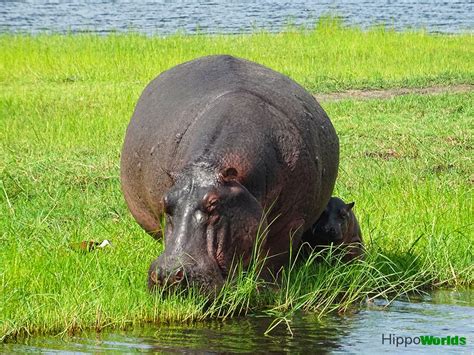 Hippopotamus Reproduction Hippoworlds