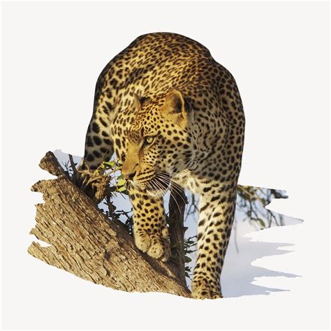 Leopard Perched In A Tree Premium Psd Rawpixel