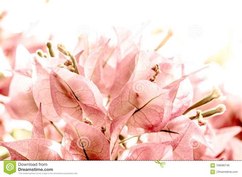 Pink Flower Petals Stock Photo Image Of Light Petals 108580746
