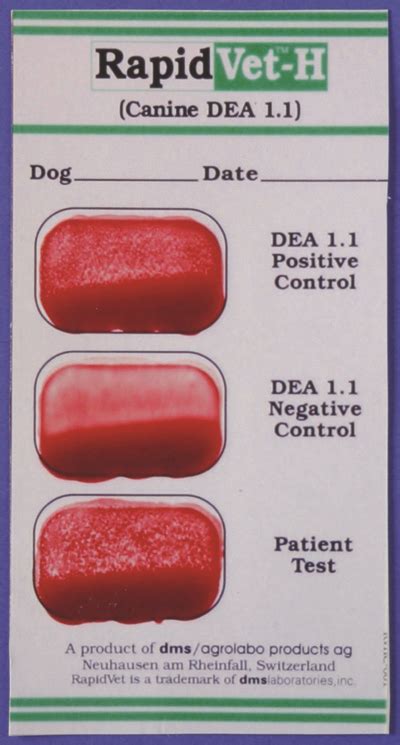 What Dogs Blood Type