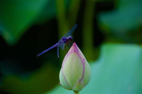 Blue Dragonfly On A Lotus Bud Smithsonian Photo Contest Smithsonian