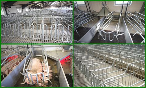 Small business with low investment in delhi, piggery ...