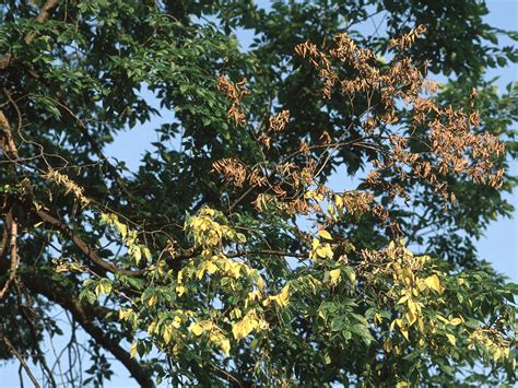 Dutch Elm Disease What You Need To Know Tips
