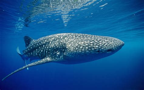 배경 화면 1920x1200px 동물 눈 지느러미 자연 대양 바다 생활 반점 수중 고래 야생 생물