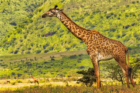 Long Neck Giraffe Giraffe Photography Print By Robs Wildlife