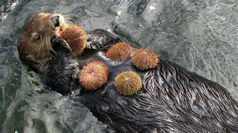 Food Chain Of The Sea Otter