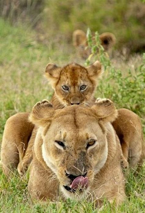 30 Cute Baby Animals Pictures Following Their Moms Tail