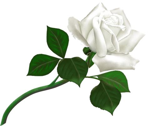 White Rose Png Flower Pictures Free Download White White Rose Png Hd
