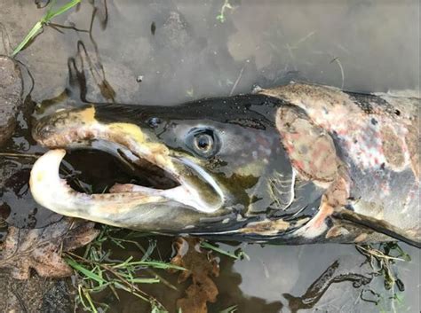 Why A Grim Pic Of A Dead Salmon Is Being Used To Reassure The