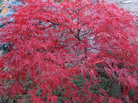 Red Dragon Red Dragon Japanese Maple Japanese Maple Tree Japanese Maple