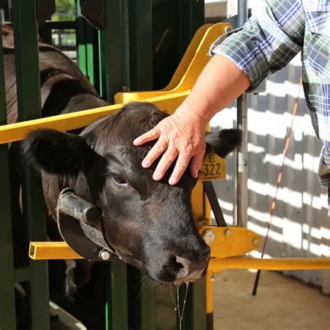 10 Reasons Why You Need A Proper Cattle Chute What You Arrowquip