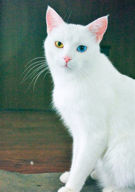 Cat Breeds With Blue Eyes And Short Hair Pets Lovers