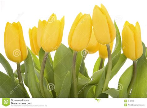 Grupo de tulips amarelos imagem de stock. Imagem de flora - 8142605