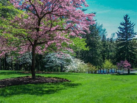 Scenic Spring Landscape Flowering Dogwood Trees Stock Photo Image