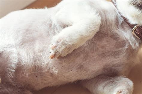 What Happens If Dog Hair Goes Into Stomach