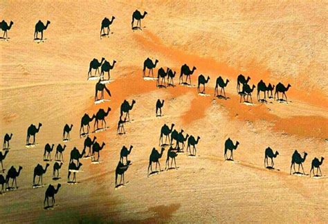 Una De Las Mejores Fotos De National Geographic Los Camellos Son Los