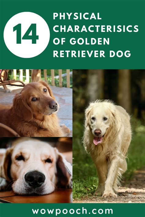 Golden Retriever Dog Breed Information Pictures Characteristics