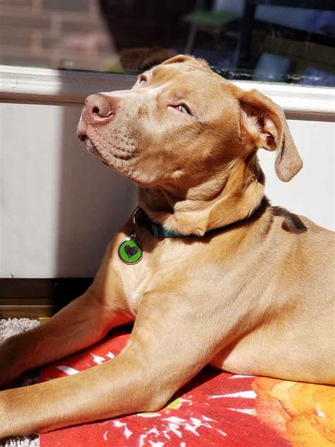 Red Nose Pitbull Facts 30 Things You Never Knew About Them 2022
