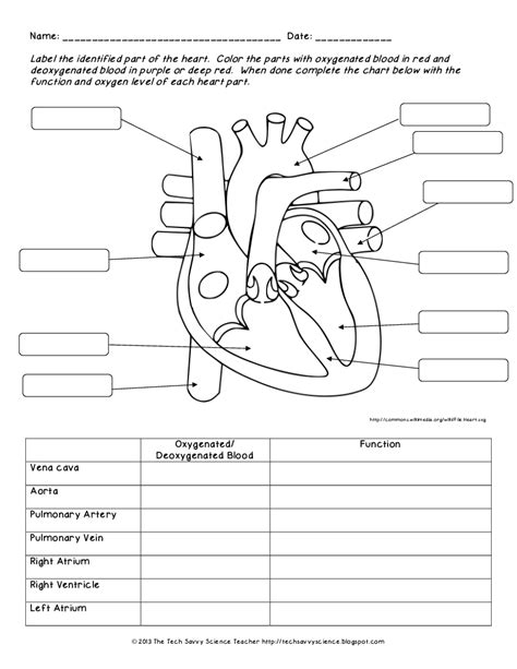 Human Heart Labeling Worksheet Free Worksheets Samples