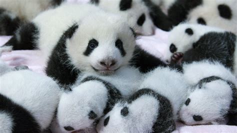 Baby Pandas On Bed Hd Panda Wallpapers Hd Wallpapers Id 53134