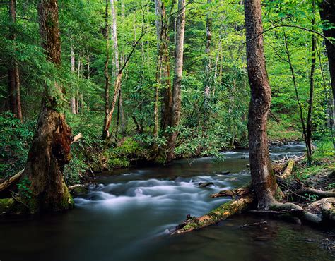 Rushing Stream Through Dense Forest Photograph By Panoramic Images