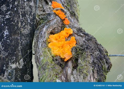 Orange Otidea Leporina Fungi Stock Image Image Of Orange Fungi 83485161