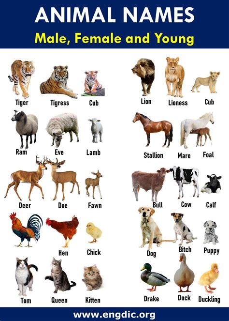 60 Animal Names Male Female And Youngs Download Pdf Engdic