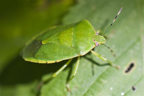 Minnesota Seasons Green Stink Bug
