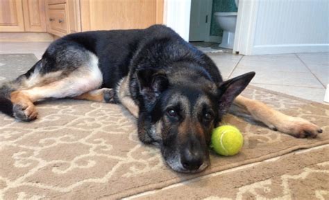Sidney Available German Shepherd Dog At Shepherds Hope Rescue