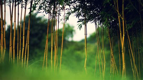Bamboo Forest Hd Wallpaper Pixelstalk Net