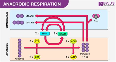 Aerobic And Anaerobic Respiration Major Differences