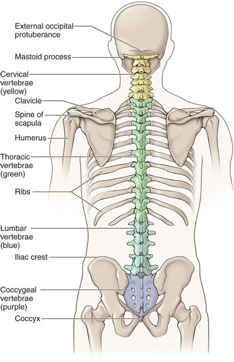 Human Vertebral Column Human Skeleton Anatomy Vertebr Vrogue Co