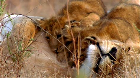 Nature Lion Cubs Playing With Mom And Dad Twin Cities Pbs